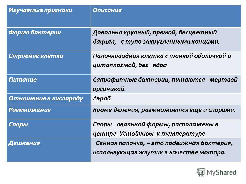 Признаки для описания клетки. Сенная палочка строение. Признаки описания. Сенная палочка строение клетки. Формы микроорганизмов Сенная палочка.