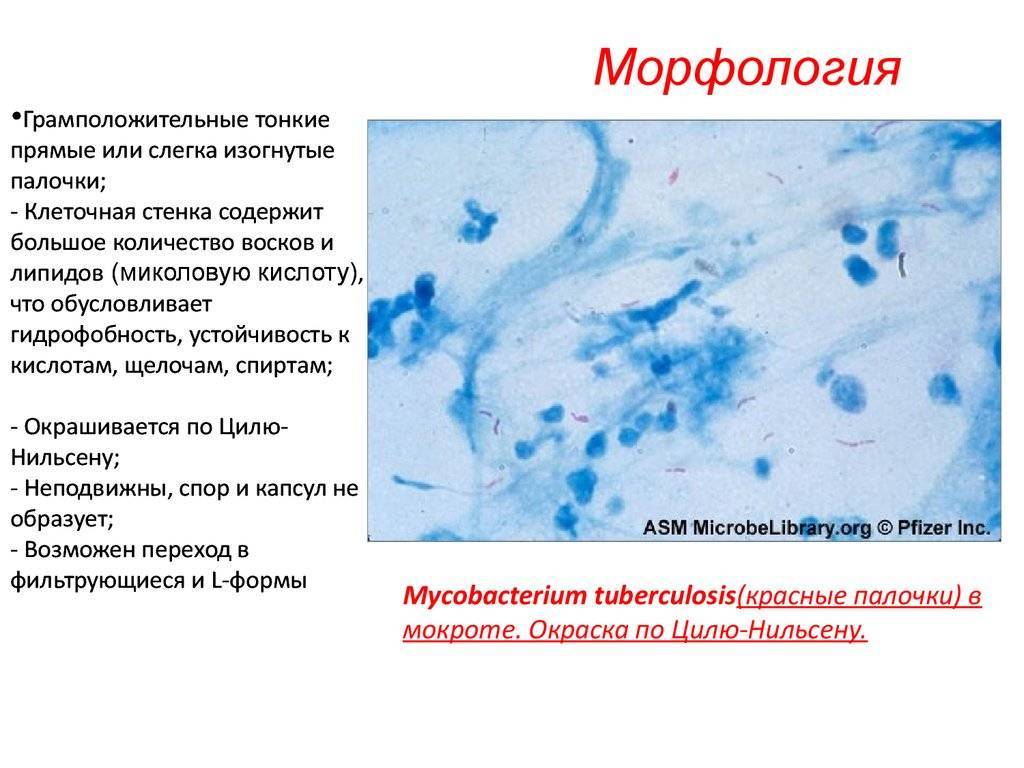 Строение микобактерии туберкулеза схема