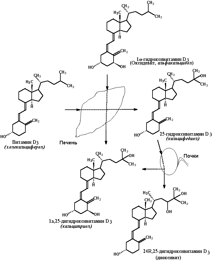 Гормоны, регулирующие обмен кальция в организме (кальцитонин, паратгормон, кальцитриол)