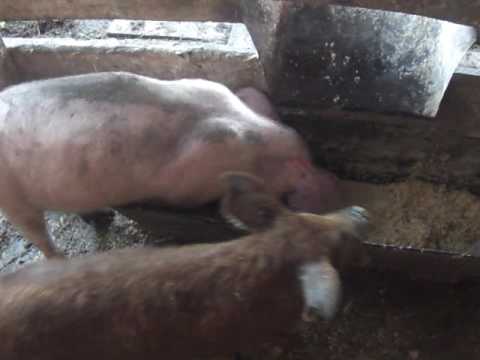 Особенности применения глубокой подстилки для свиней