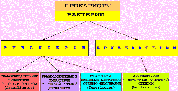 Классификация бактерий микробиология схема