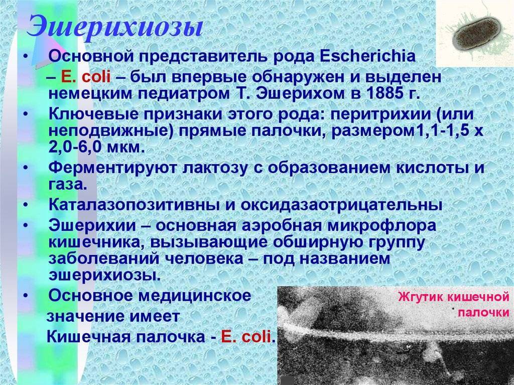 Эшерихиоз. Возбудители бактериальных инфекций эшерихиоз. Эшерихиоз основные клинические проявления. Кишечная палочка патогенность. Кишечная палочка вызывает заболевания.