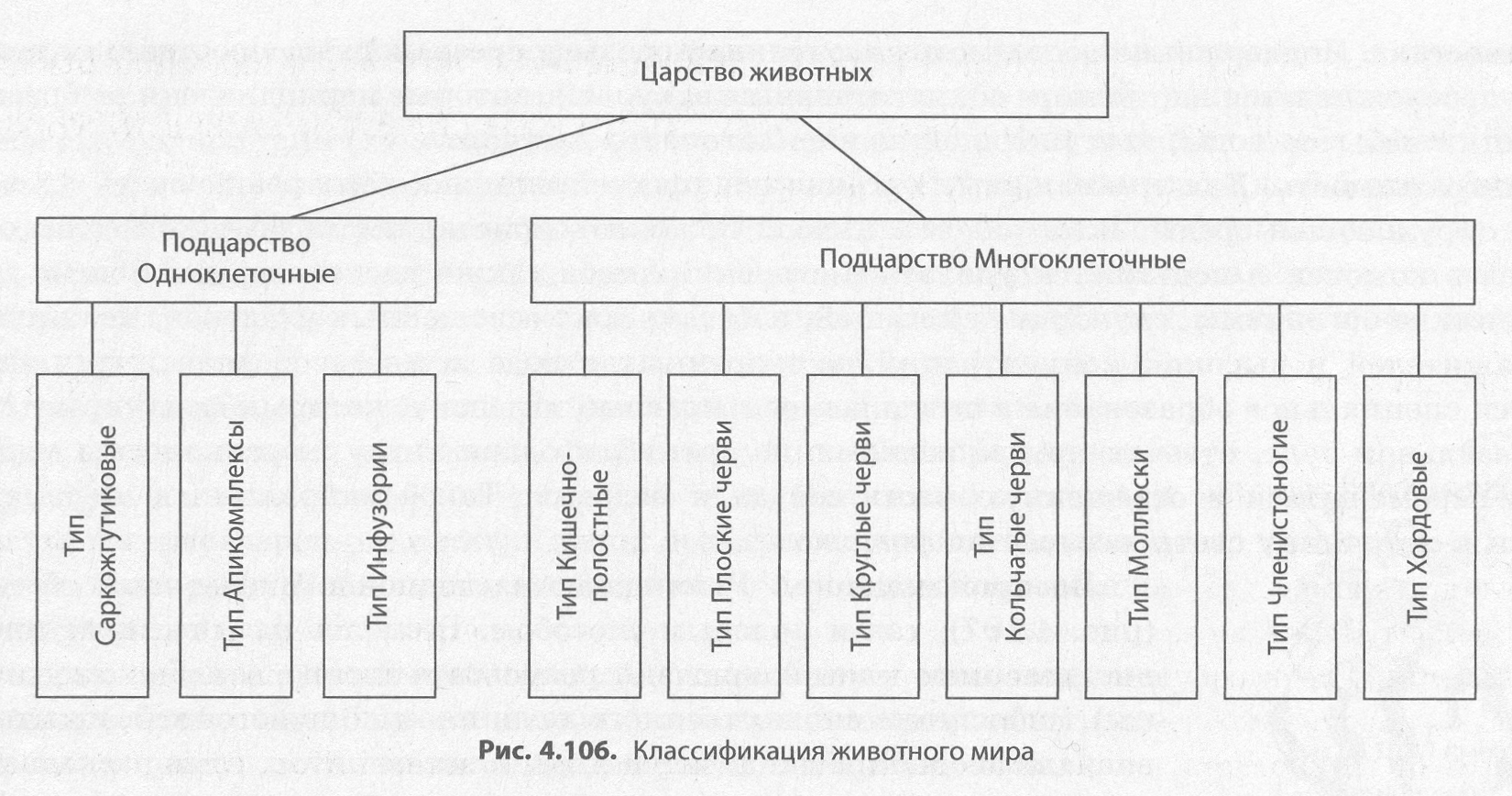 Виды т д. Систематика царство животные схема. Царство животные классификация схема. Царство животные Подцарство одноклеточные. Классификация подцарства многоклеточные.