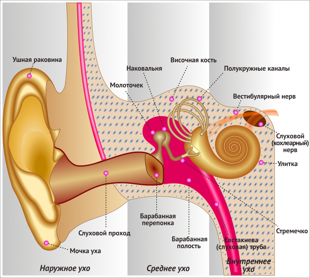 Воспаление внутреннего уха лечение. Барабанная перепонка молоточек стремечко. Отек наружного слухового прохода.