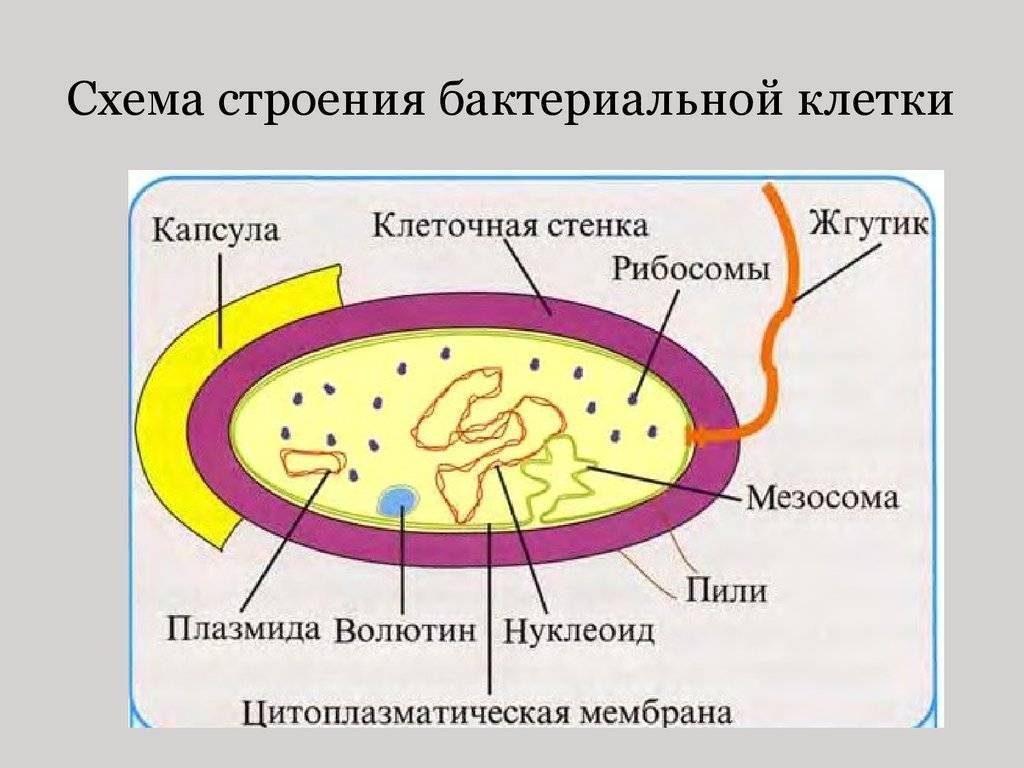 Оформленное ядро прокариоты. Схема строения бактериальной клетки. Строение бактериальной клетки рисунок. Строение бактериальной клетки 10 класс биология. Мембрана бактериальной клетки.