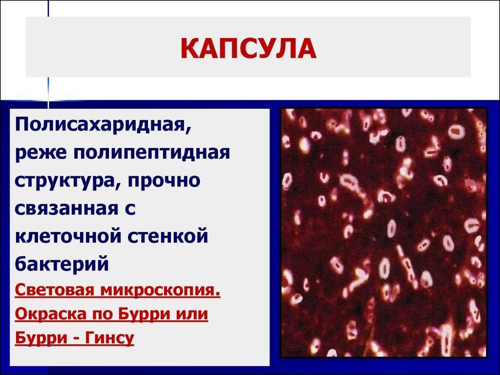 Метод бурри гинса. Капсула бактерий окраска по Бурри-ГИНСУ. Строение капсулы бактерий микробиология. Слизистая капсула бактерий функции. Полисахаридная капсула бактерий.