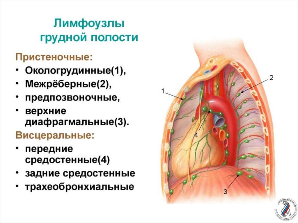 Лимфоузлы средостения схема