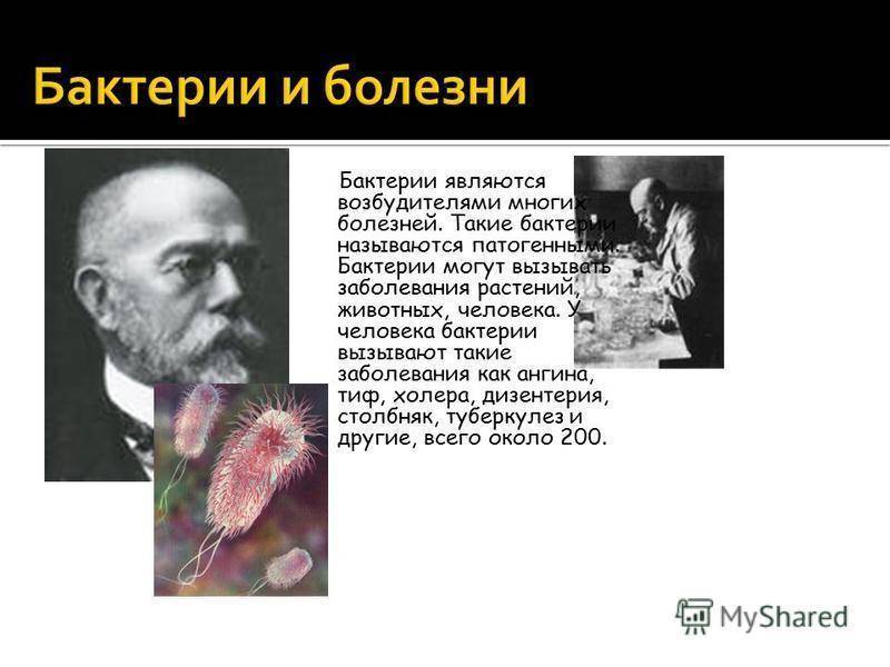 Исследовательский проект по биологии на тему "бактерии - самые древнейшие организмы на земле"