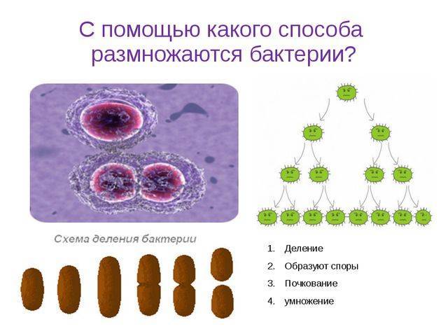 Деление спор. Способ размножения(деления) бактерий. Каким способом размножаются бактерии. Бактерии размножаются с помощью спор. Размножение бактерий фото.