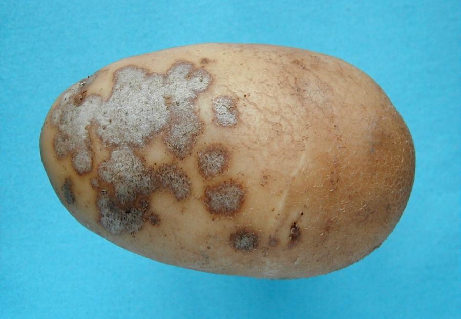 Для предотвращения грибковых заболеваний клубни картофеля. Серебристая парша картофеля. Обыкновенная парша картофеля.