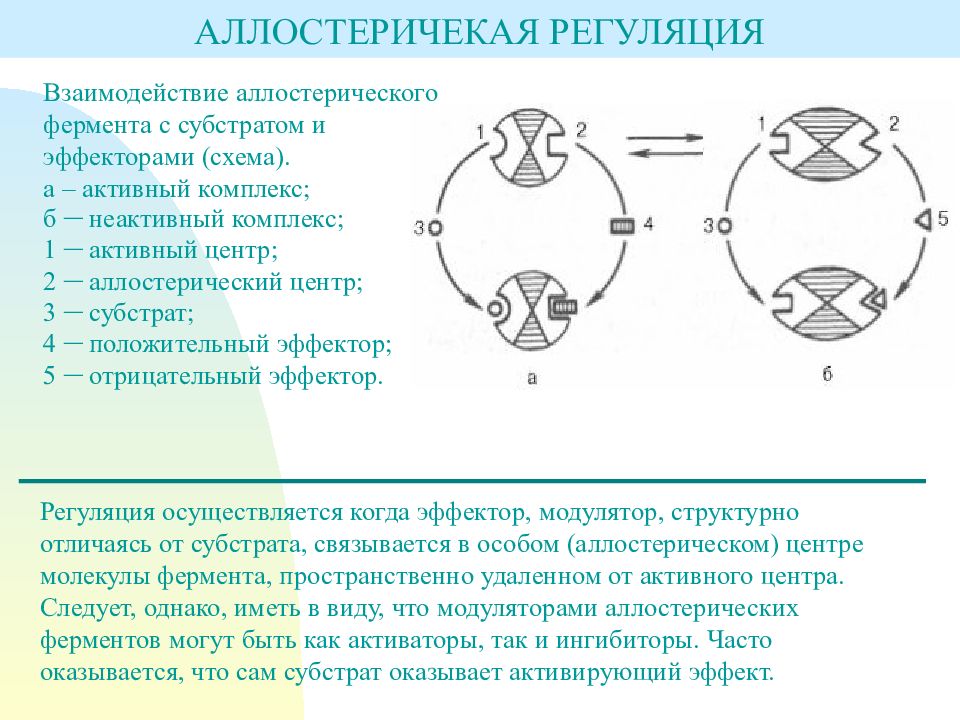 Активный комплекс. Аллостерический фермент схема. Регуляторный аллостерический центр фермента. Аллостерические эффекторы и субстрат. Активный и аллостерический центры.