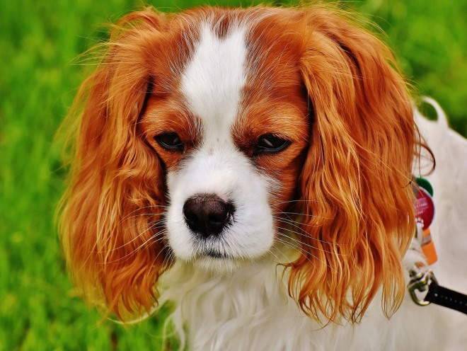 Малассезия у собак – симптомы, лечение и профилактика в ушах и на лапах 2019