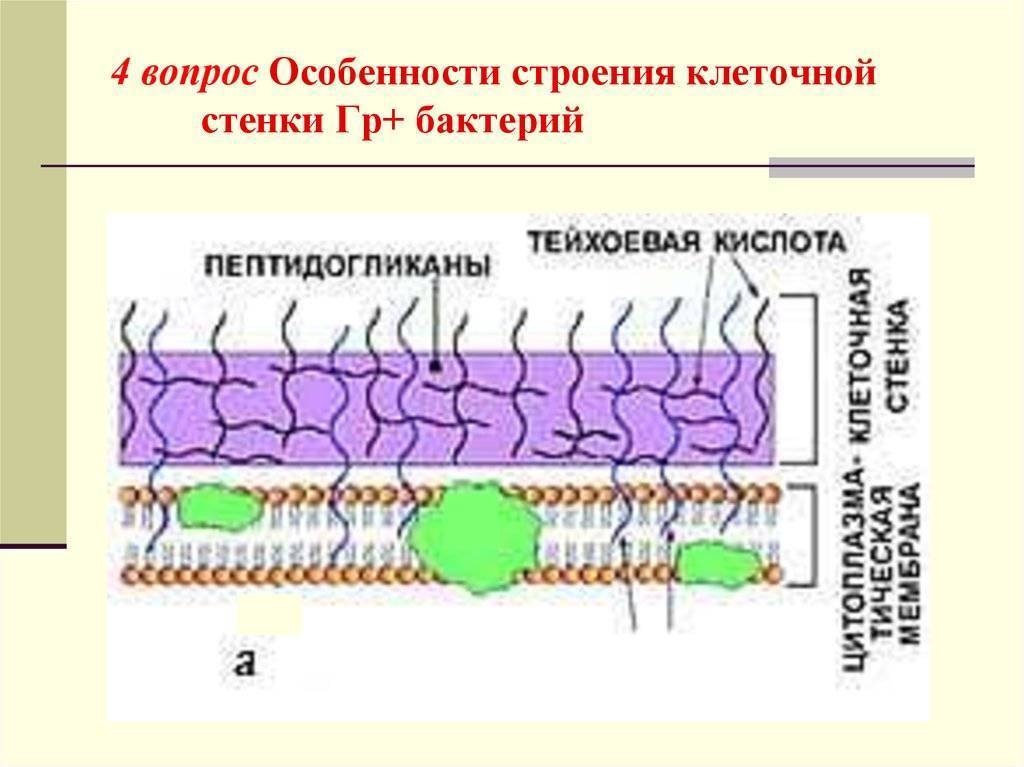 Как называются бактерии с одним жгутиком. картинка Как называются бактерии с одним жгутиком. Как называются бактерии с одним жгутиком фото. Как называются бактерии с одним жгутиком видео. Как называются бактерии с одним жгутиком смотреть картинку онлайн. смотреть картинку Как называются бактерии с одним жгутиком.