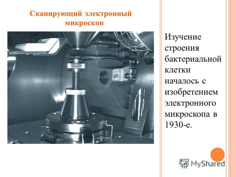 Конспект урока по теме : "бактерии. строение и жизнедеятельность"