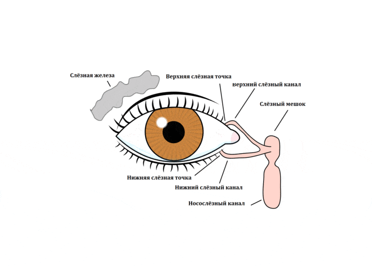 Аберрации глаза - aberrations of the eye - qwe.wiki