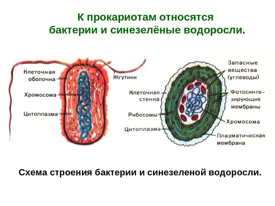 Как называются бактерии с одним жгутиком. картинка Как называются бактерии с одним жгутиком. Как называются бактерии с одним жгутиком фото. Как называются бактерии с одним жгутиком видео. Как называются бактерии с одним жгутиком смотреть картинку онлайн. смотреть картинку Как называются бактерии с одним жгутиком.