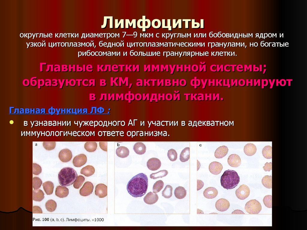 Действия лимфоцитов. Лимфоциты периферической крови человека. Большие гранулярные лимфоциты. Гранулы лимфоцитов.