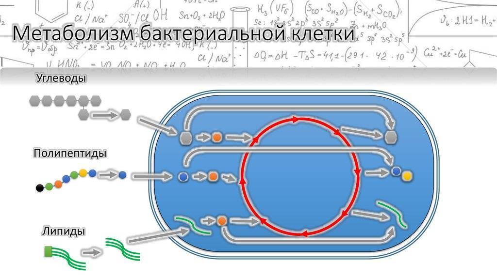 The planet crafter образец бактерий