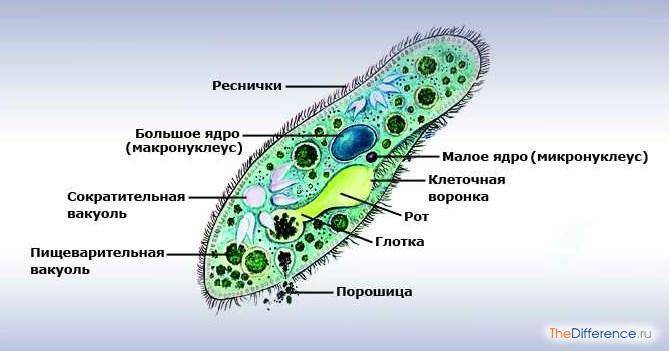 Картинки строение простейших