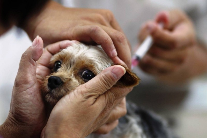 Опасен ли укус собаки если у нее бешенство в инкубационном периоде