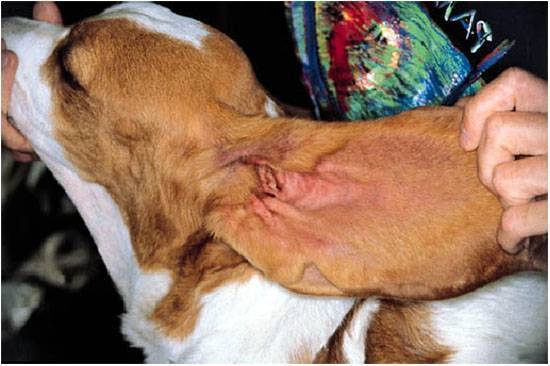 Малассезия у собак – симптомы, лечение и профилактика в ушах и на лапах 2019