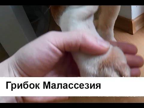 Лечение малацезии в ушах у собак