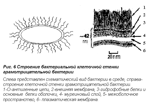 Схема строения клеточной стенки грамположительных и грамотрицательных бактерий
