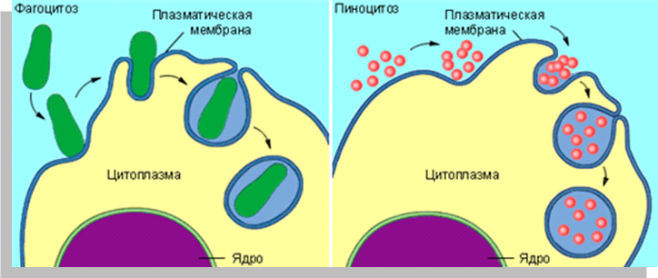 Какой процесс изображен на рисунке фагоцитоз