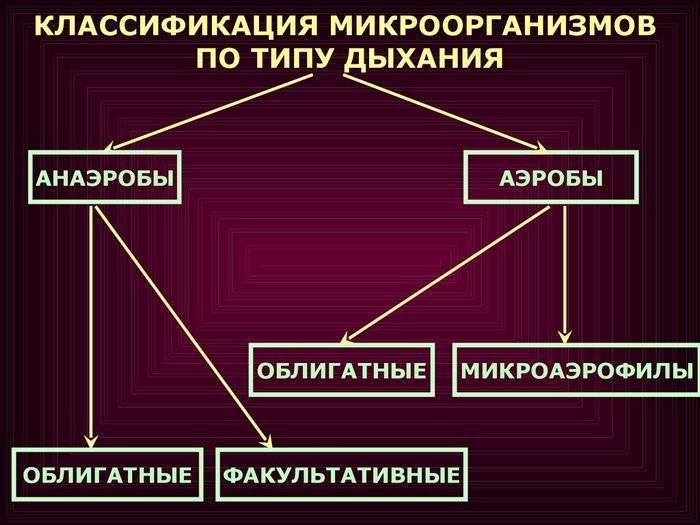 Царство архебактерии - archaebacteria