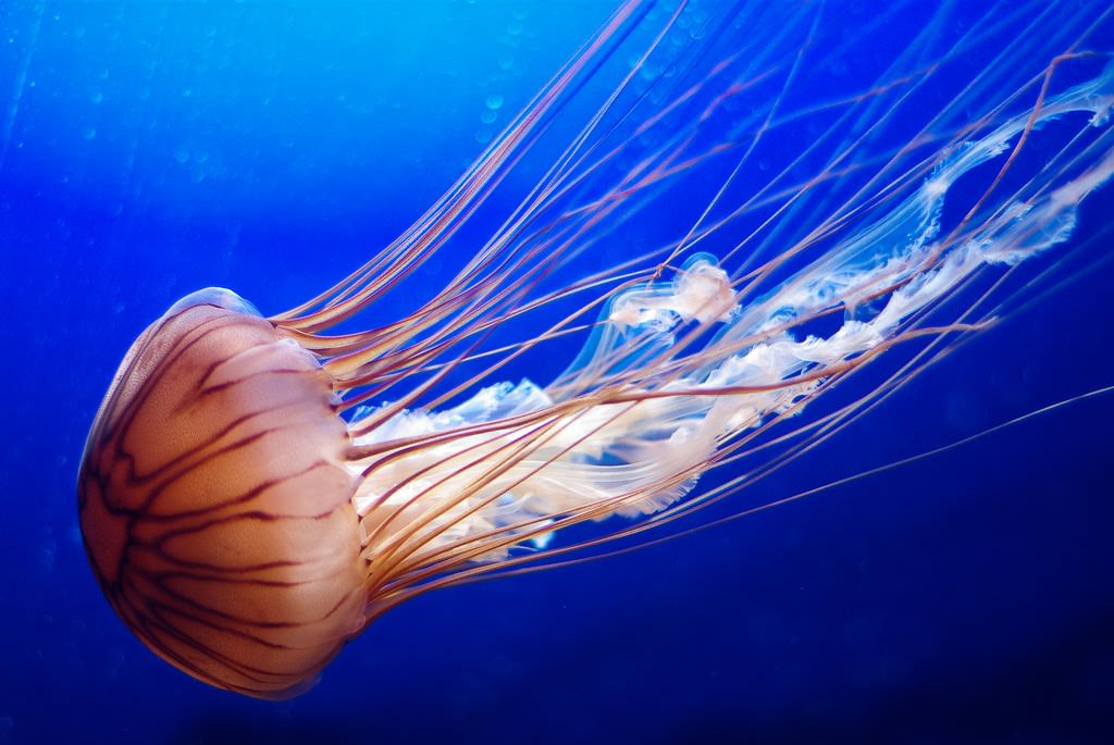 Укус медузы – симптомы, первая помощь и лечение ожога от медузы