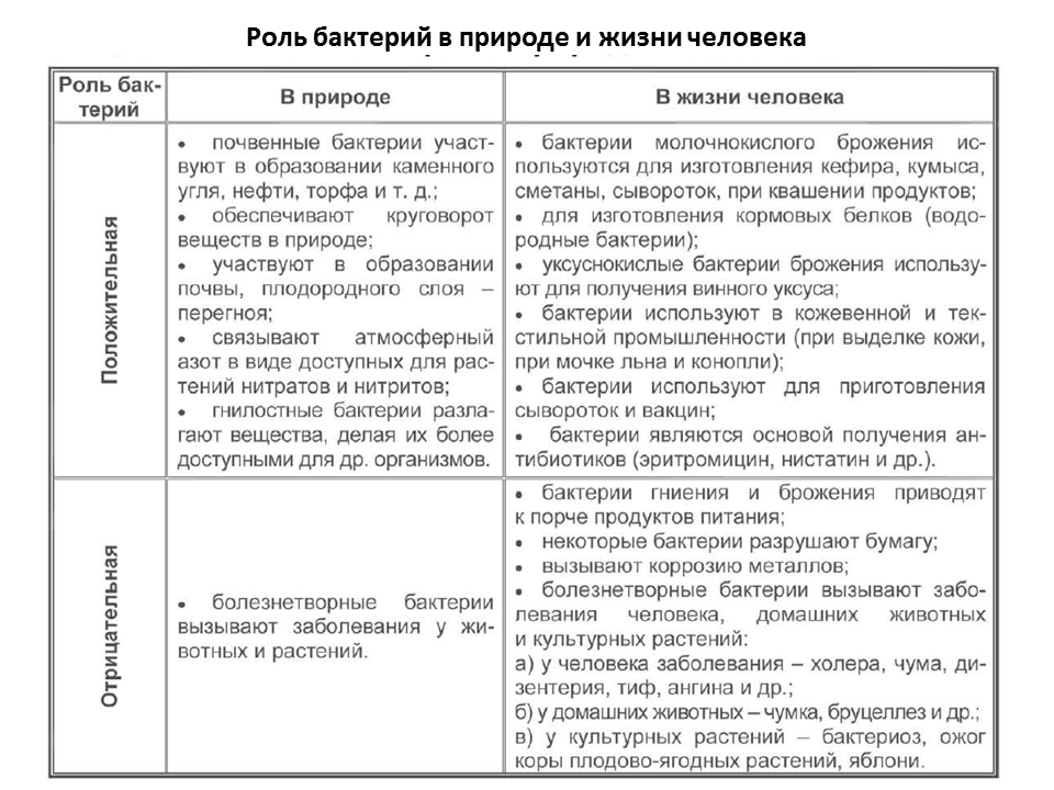 Отразите информацию о роли бактерий в жизни человека в схеме