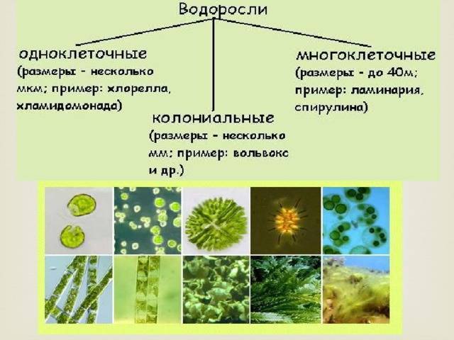 Какие организмы показаны на рисунке одноклеточные или многоклеточные