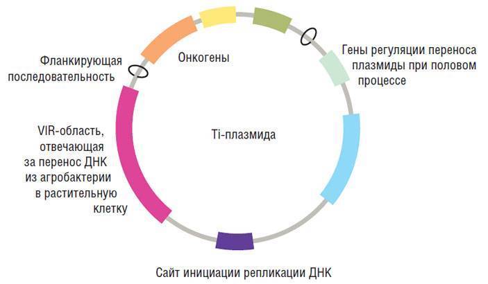 Генная инженерия схема