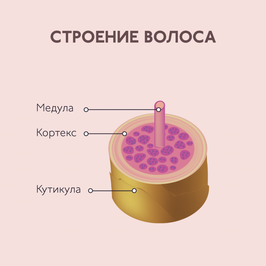 Структура волос картинка