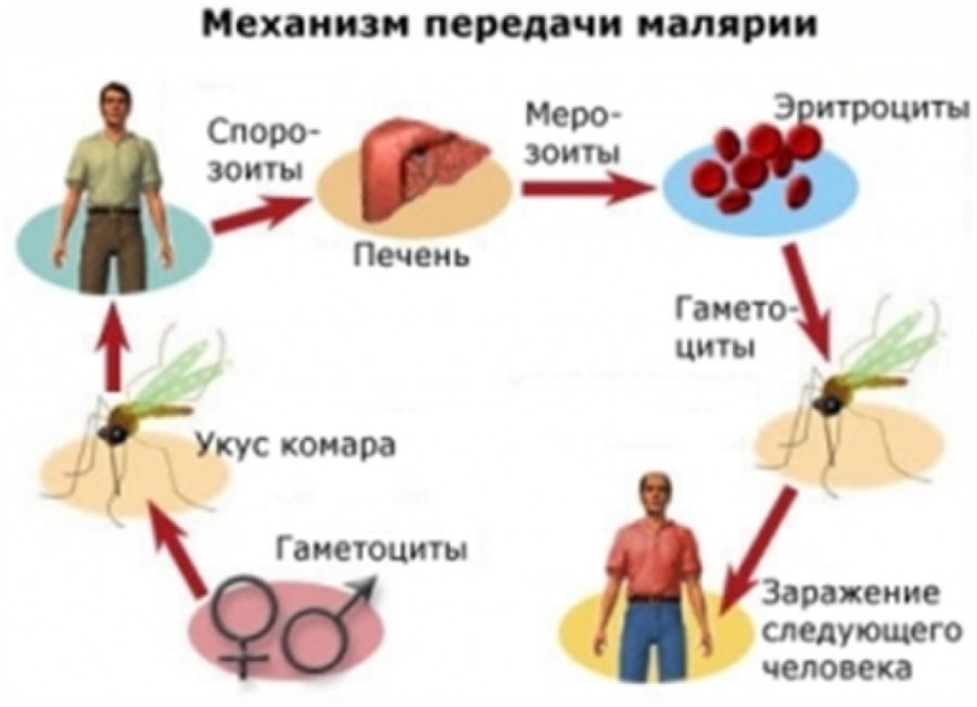 Малярия, описание заболевания на портале medihost.ru