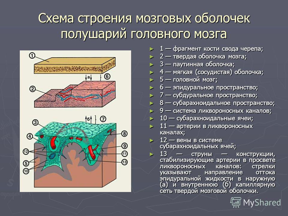 Клиническая анатомия позвоночника и спинного мозга
