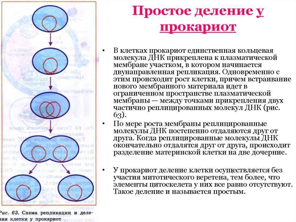 Как формируется определение схемы деления