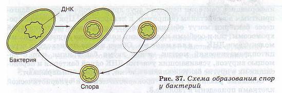 Образования спор у бактерий схема