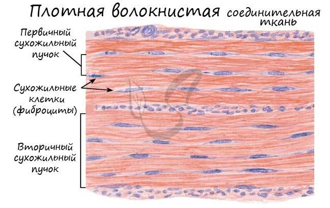 Как выглядит соединительная ткань рисунок