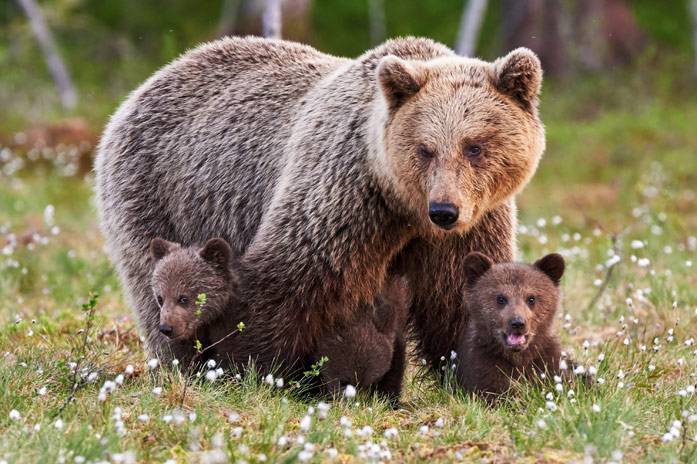 Медвежий жир от кашля, как применять медвежий жир при кашле у детей