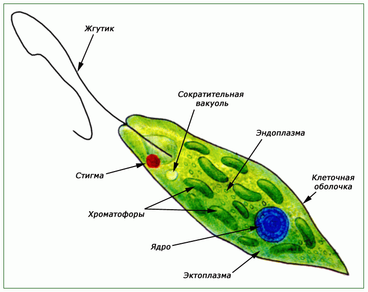 Эвглена зеленая рисунок