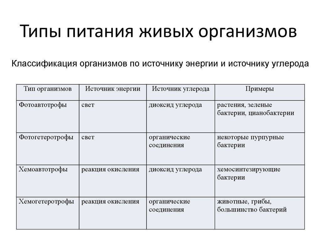 Типы питания схема биология 5 класс