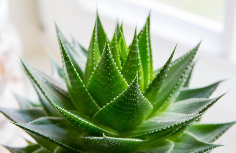 15 комнатных растений, которые очистят от токсинов воздух вашего дома