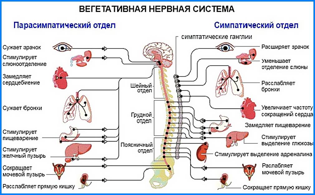 Периферическая нервная система — википедия. что такое периферическая нервная система