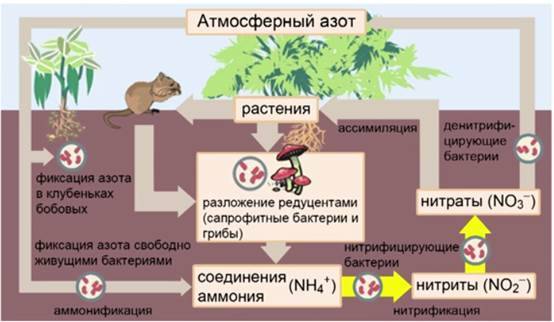 Азот белки. Денитрифицирующие бактерии и плодородие почвы. Хемосинтез денитрификация. Круговорот азота нитрификация и денитрификация. Денитрифицирующие бактерии повышают плодородие почвы.