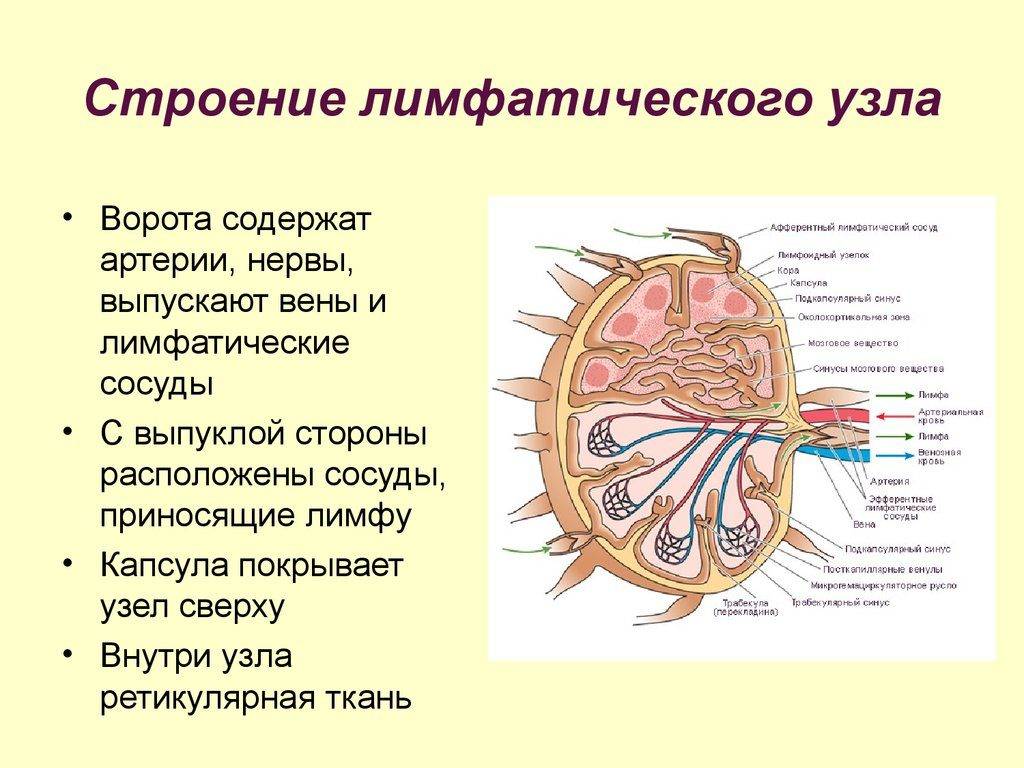 Лимфа и лимфатические узлы