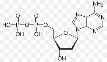 Аденозиндезаминазы - adenosine deaminase