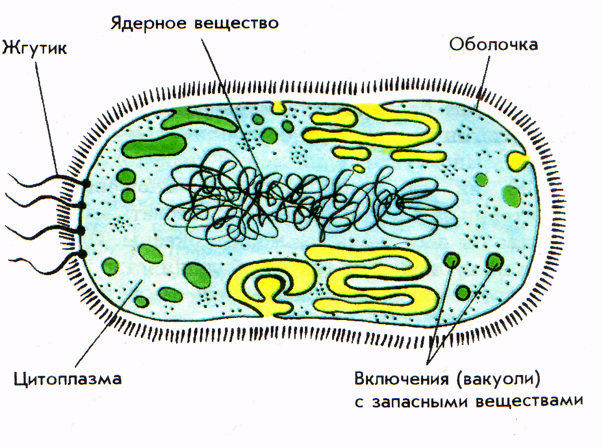 На каком рисунке изображена клетка бактерий