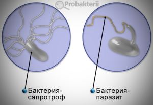 Бактерии автотрофы характеризуются тем что. c628a0995dc86e51d182f85f21e79d0b. Бактерии автотрофы характеризуются тем что фото. Бактерии автотрофы характеризуются тем что-c628a0995dc86e51d182f85f21e79d0b. картинка Бактерии автотрофы характеризуются тем что. картинка c628a0995dc86e51d182f85f21e79d0b.