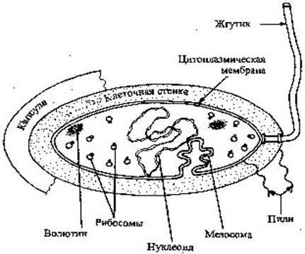 Стенка клетки бактерии. Клеточная стенка бактериальной клетки состоит. Клеточная стенка бактериальной клетки состоит из. Клеточная стенка бактерий состоит из. Из чего состоит стенка клетки бактерии.